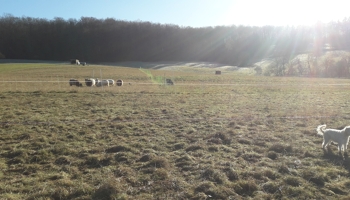 Bauernhof mit 4,5 Ha Grünland