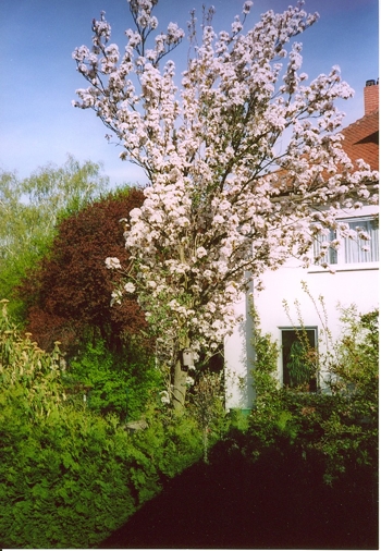 Hochwertiges, sehr gepflegtes Einfamilienhaus und Garten mit klarem Zuschnitt
