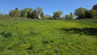 Weide/Wiese