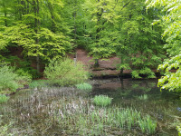 Deister - Blanketeich